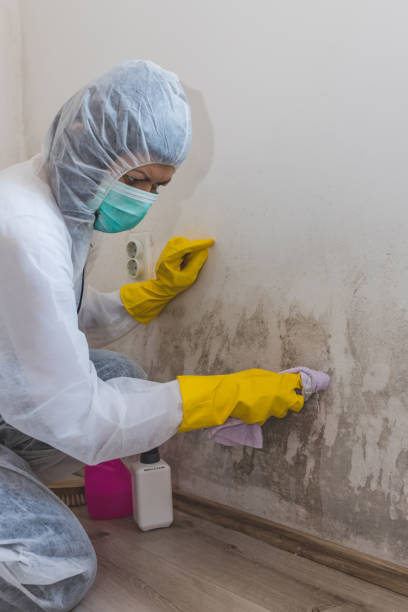 Best Industrial Mold Remediation  in St Augustine South, FL
